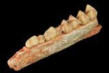 Eocene Ruminant (Lophiomeryx) Jaw Section - Quercy, France #181286-2